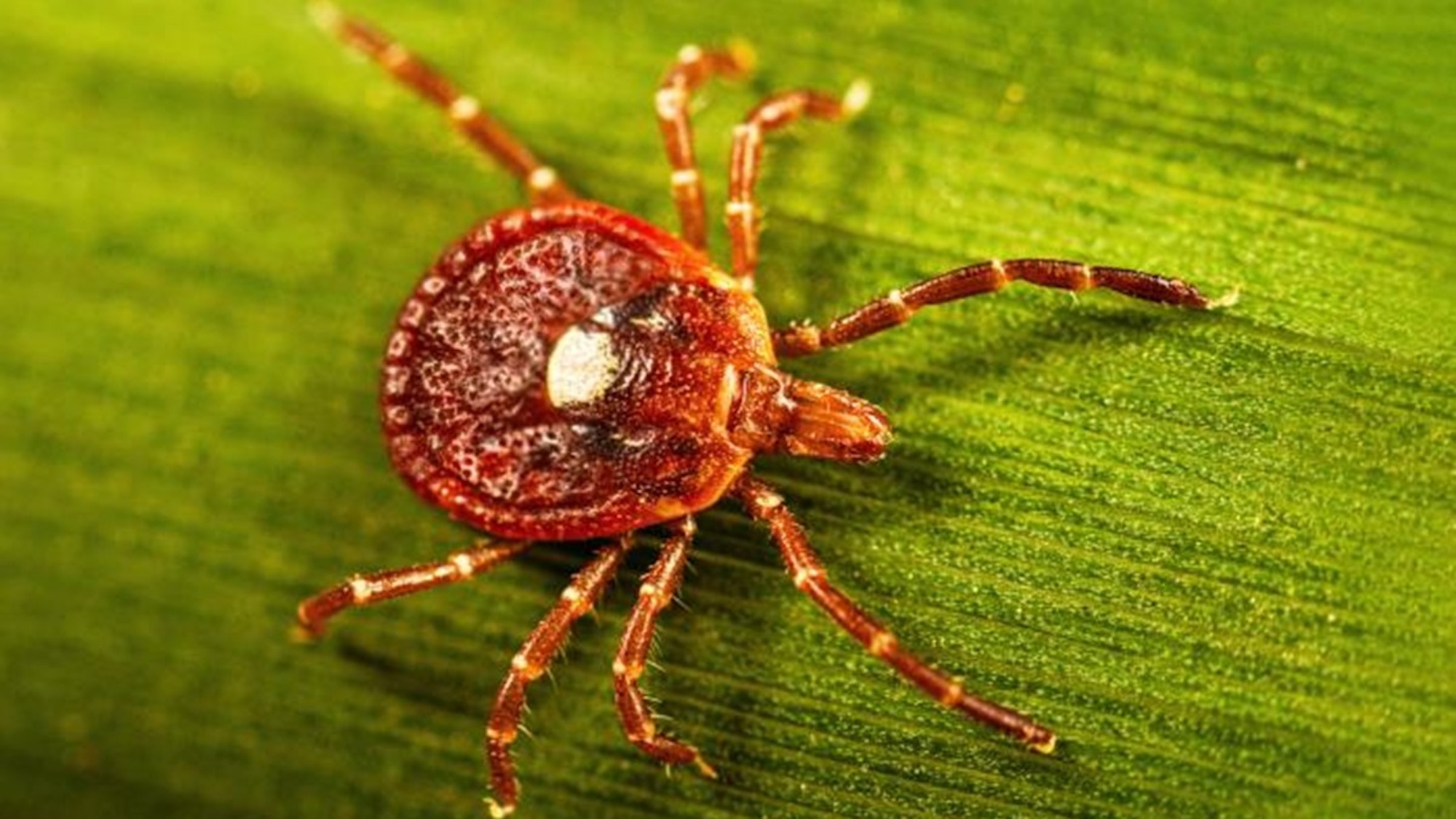 lone-star-tick-cdc.jpg